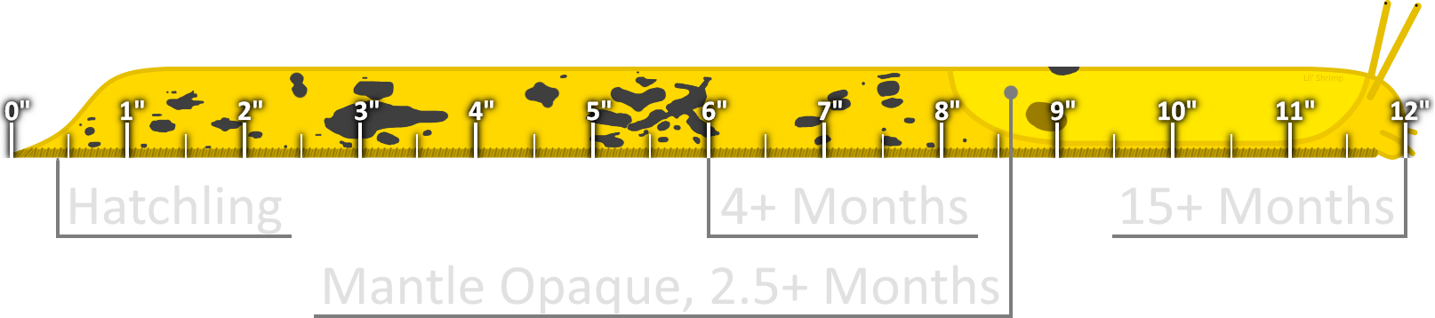 Banana Slug Age Markers