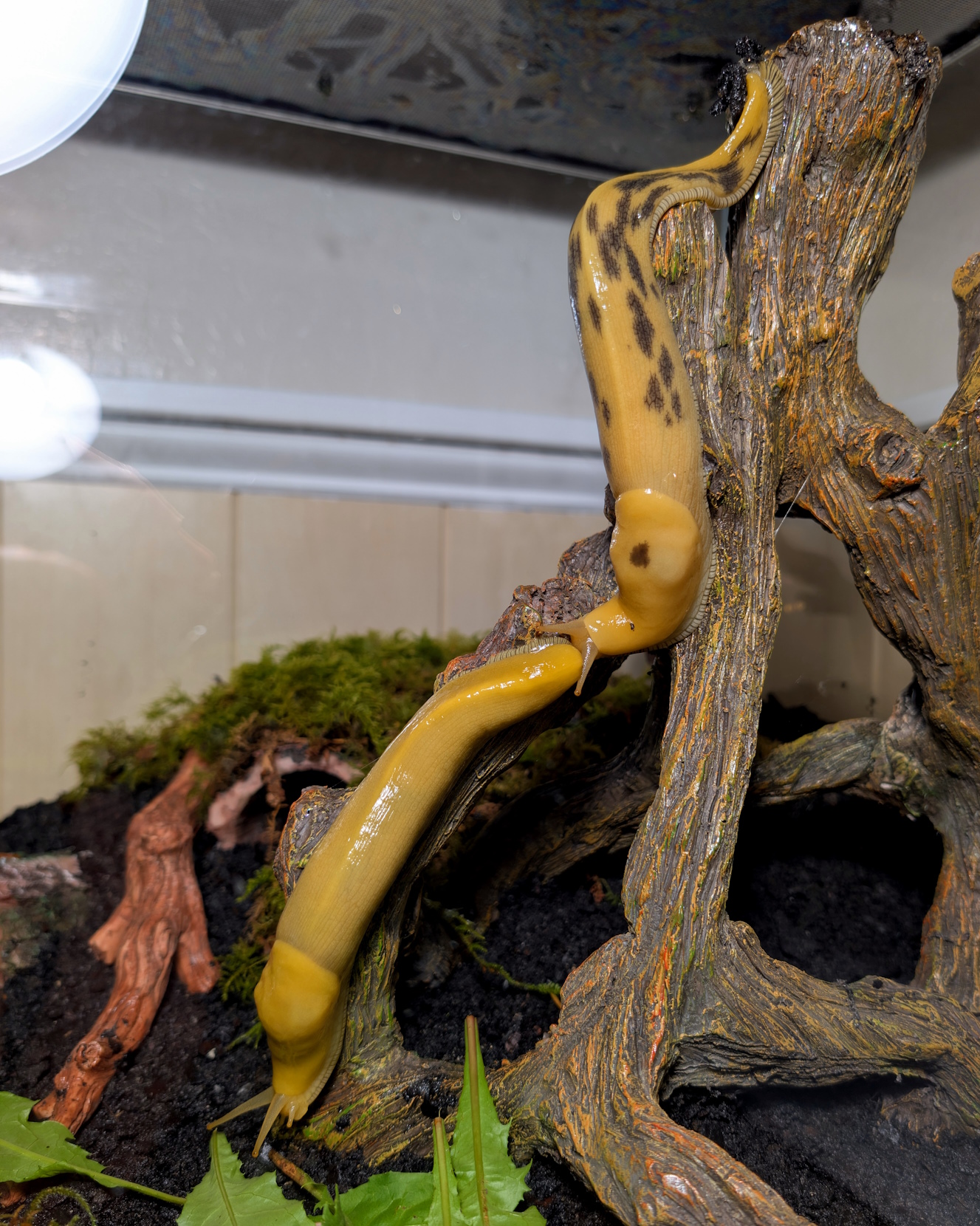Banana Slug courtship chase.