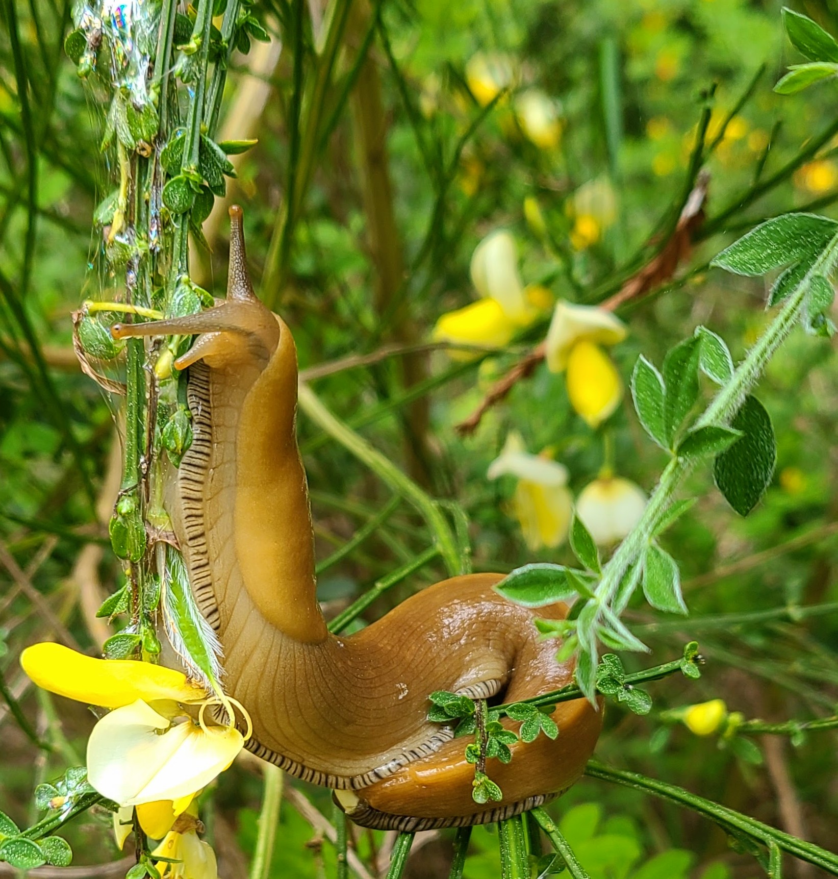 Banana Slug suspended in a Scotch Broom shrub.