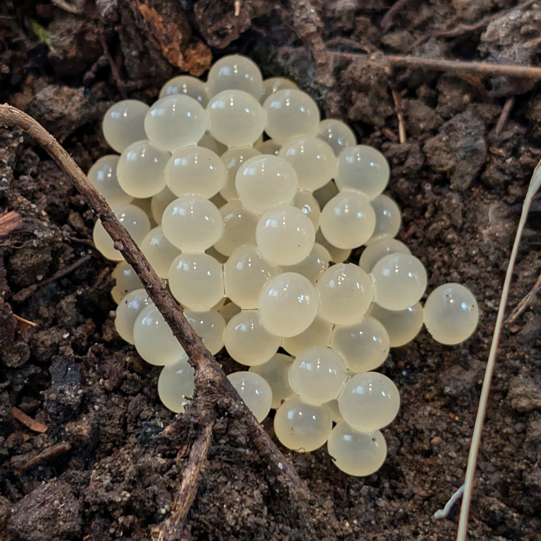 Clutch of Banana Slug Eggs