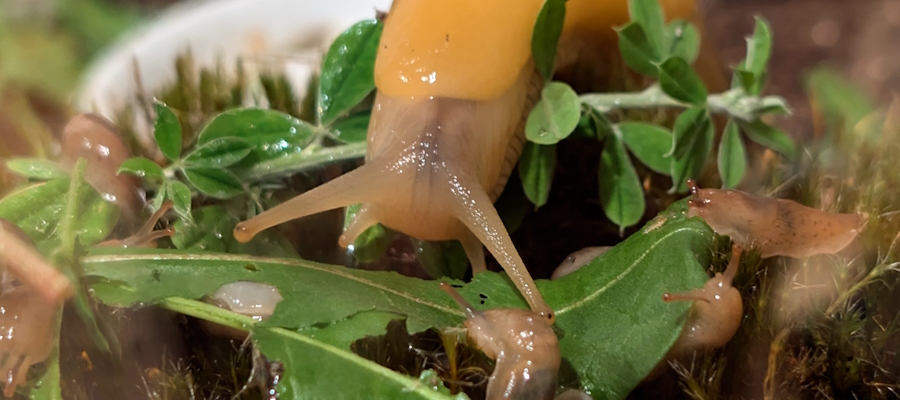 Banana Slug Adult with Hatchlings